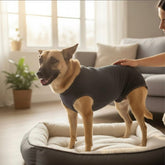 Recomeço™ | Roupa de Recuperação para Cães e Gatos